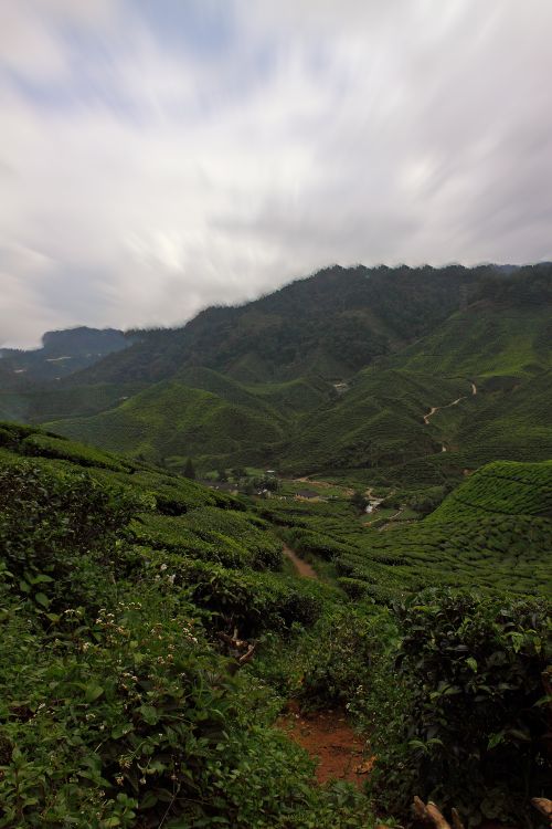 Free Vibrant tea plantations stretch across rolling hills under a dramatic cloudy sky backdrop. Stock Photo