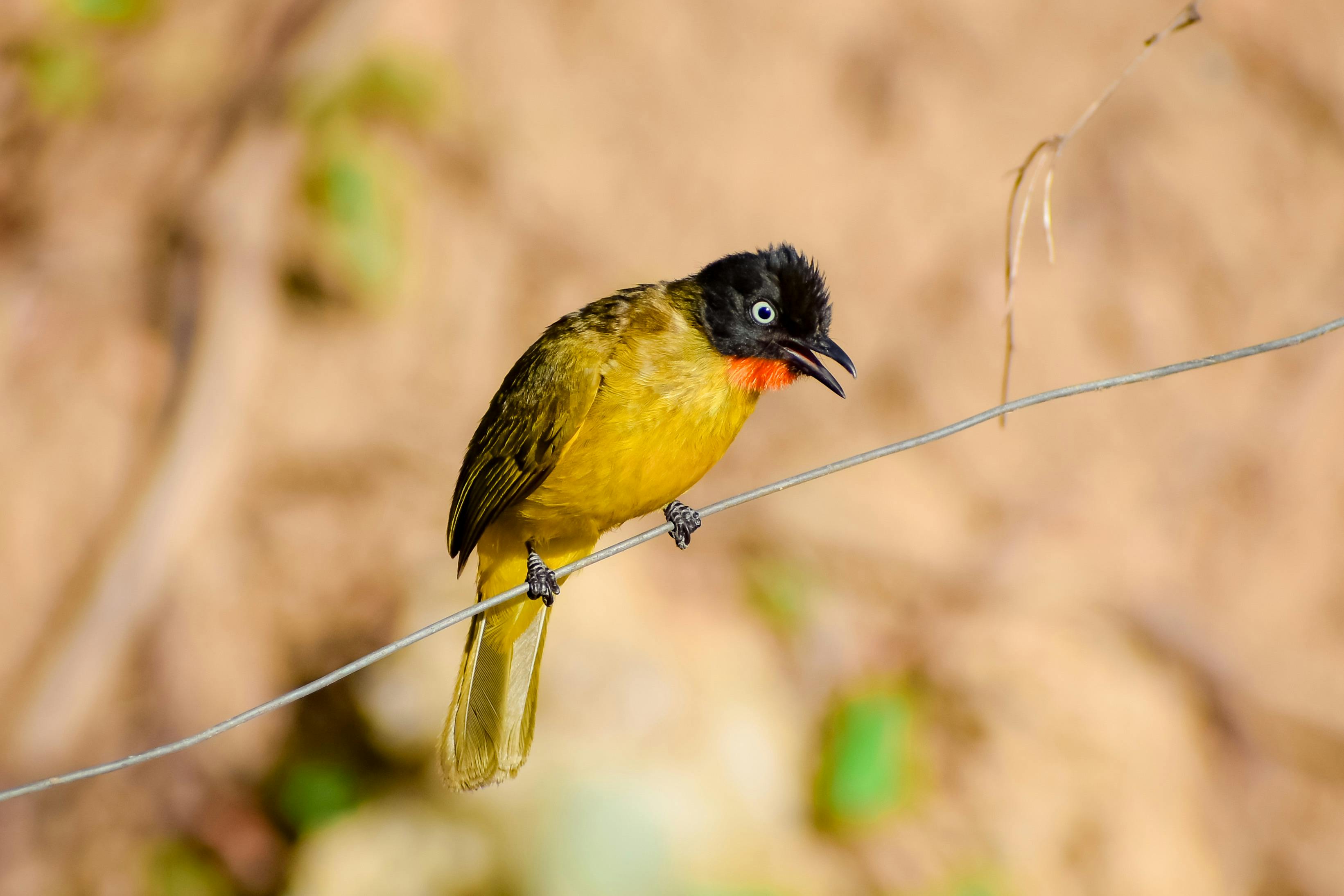 yellow black crested bulbul bird perched on a wire