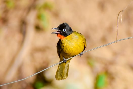 Close-up of Exotic Bird Sitting on Branch