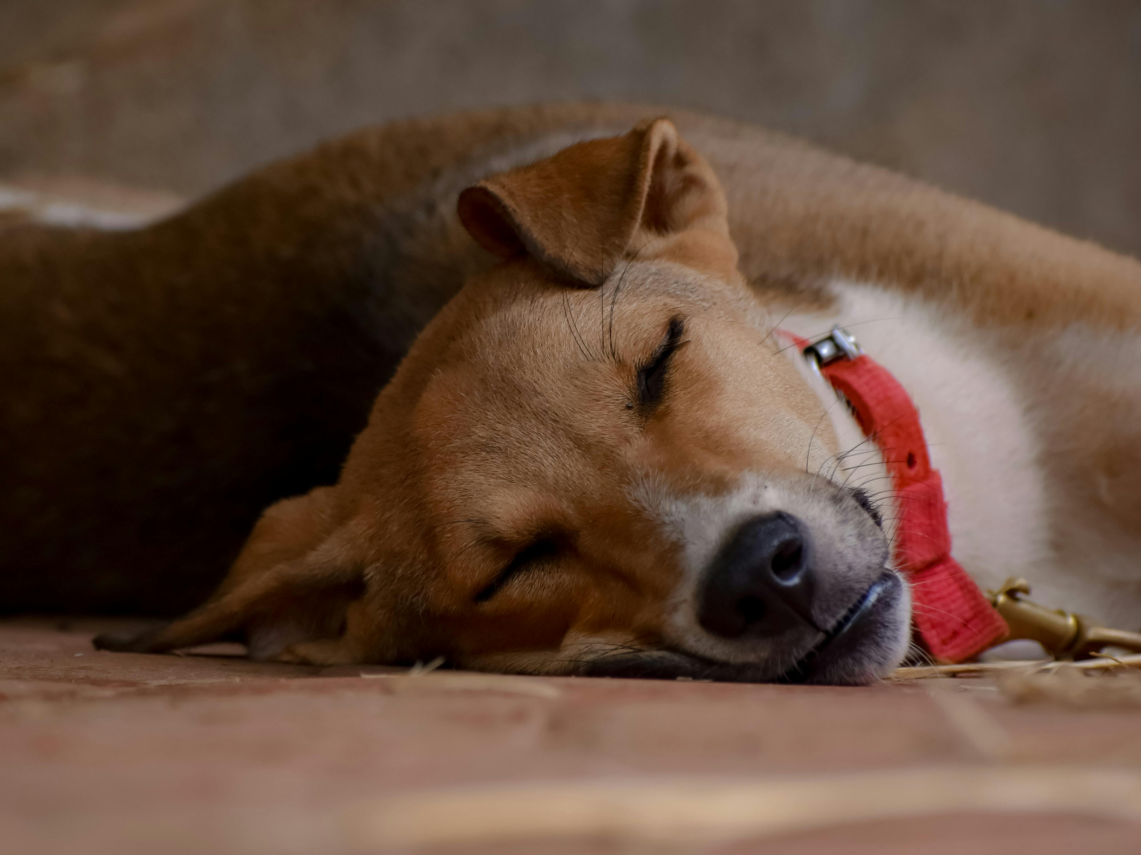 Brown Dog with Red Collar Sleeping on the Floor · Free Stock Photo