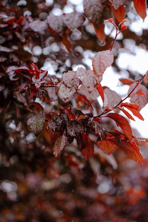 Red Leaves on Tree Branches