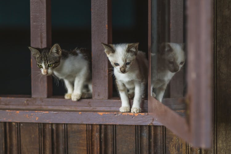 Two Gray Kittens On Window Sill