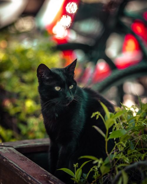 Free Black cat sitting in a lush urban garden on a summer day. Stock Photo