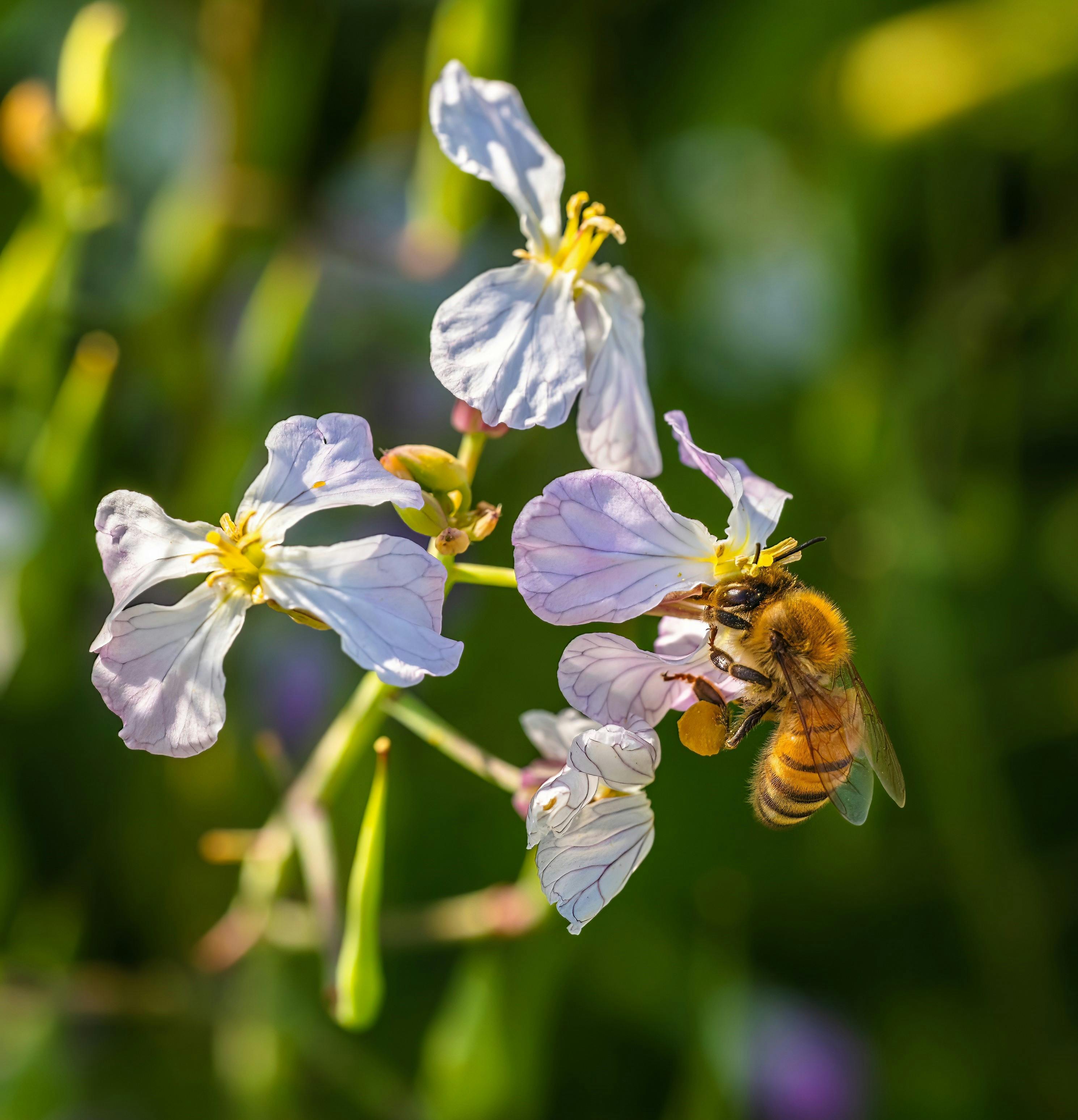 Bee Collecting Nectar from White Radish Flowers · Free Stock Photo