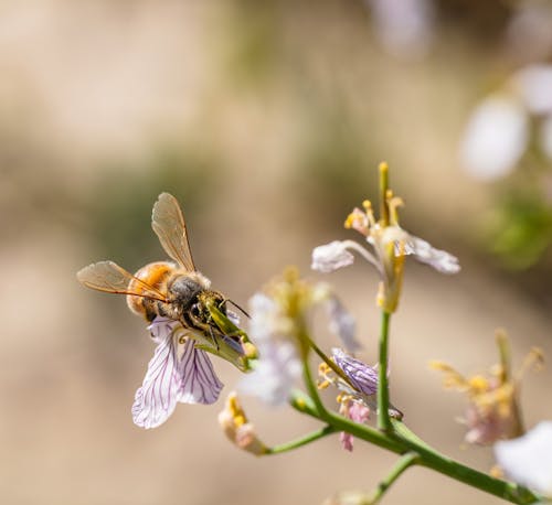 Honey Bee Collecting Nectar from Radish Flowers