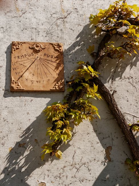 Sundial on a textured wall with ivy, showcasing the passage of time in sunlight.
