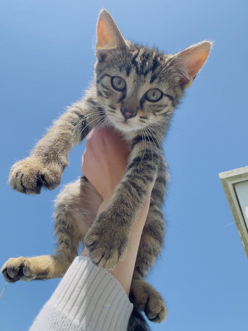 Person Holding a Tabby Cat in the Air 