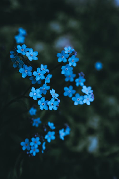 Close-up of Forget-me-not Flowers