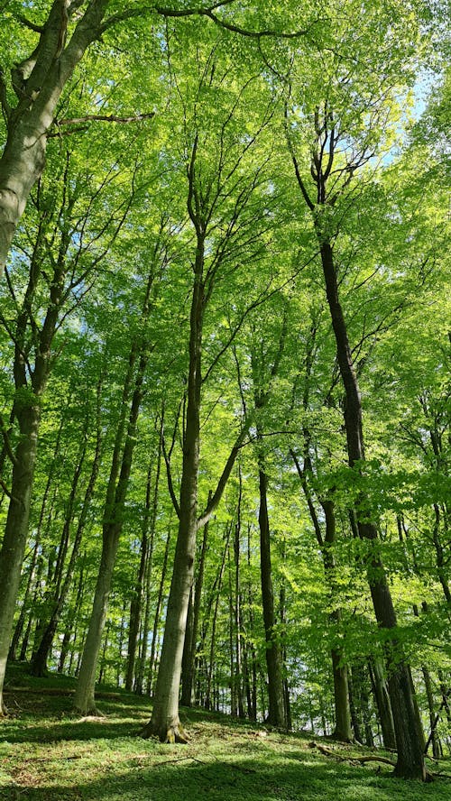 Free stock photo of beech, beech wood, forest