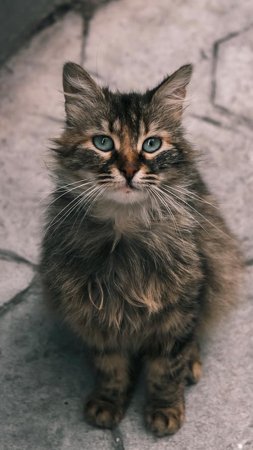 A Furry Cat Sitting on the Pavement 