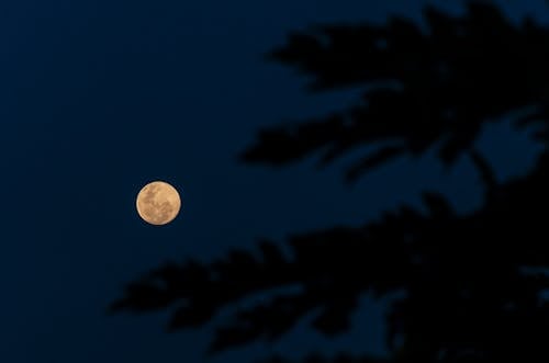 Foto profissional grátis de céu, filiais, lua cheia