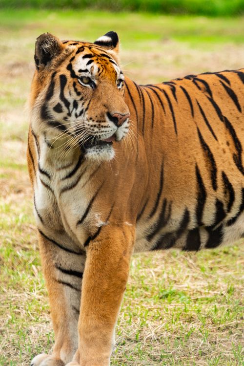 Free Stunning close-up of a Bengal tiger in the wild, showcasing its striking stripes and powerful presence. Stock Photo