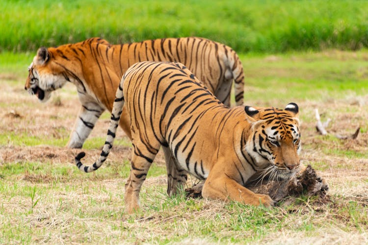 Tiger Eating Its Prey In The Wild 