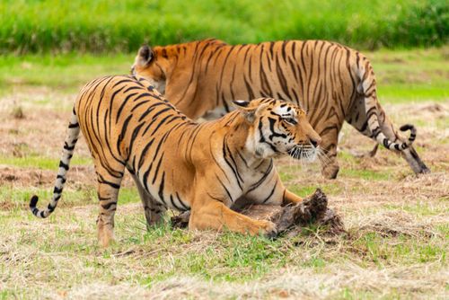 Free Two Bengal tigers roam grasslands, showcasing their majestic presence in the wild. Stock Photo