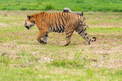 Foto d'estoc gratuïta de animals, caçadors, depredadors