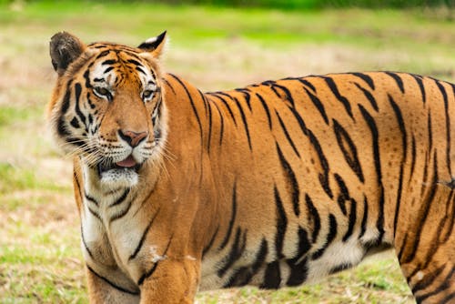 Close-up of a Tiger in the Wild 
