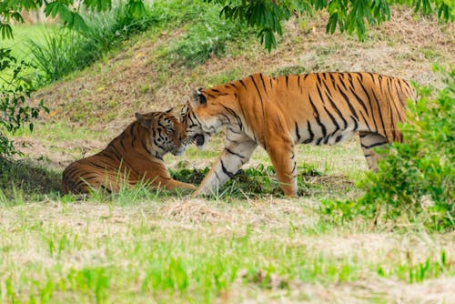 Ảnh lưu trữ miễn phí về cánh đồng, cỏ, động vật hoang dã