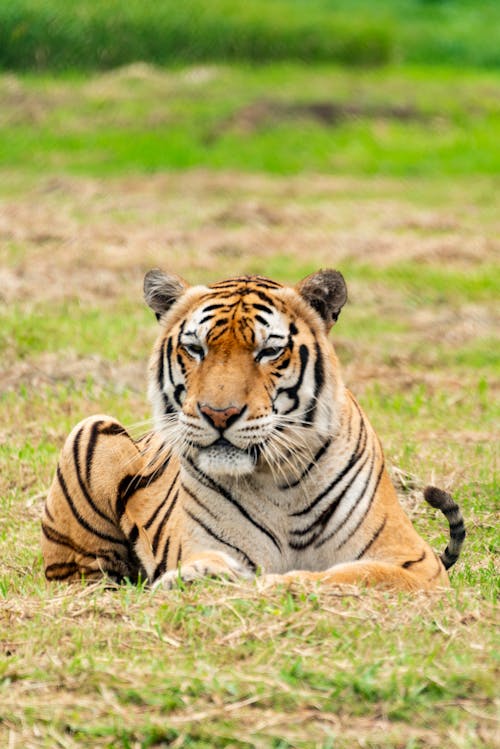 Close-up of a Tiger in the Wild 