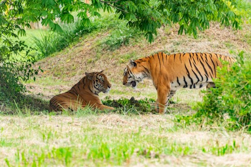 Foto profissional grátis de animais, animais selvagens, animal