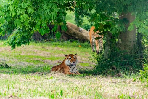 Free A majestic tiger rests peacefully under a lush tree in its natural habitat. Stock Photo