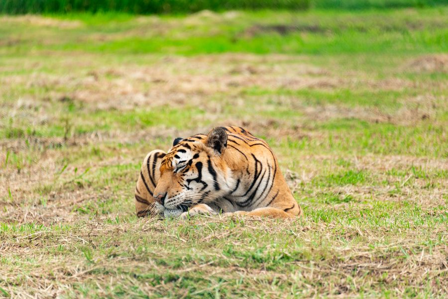 Sundarbans National Park photo 4