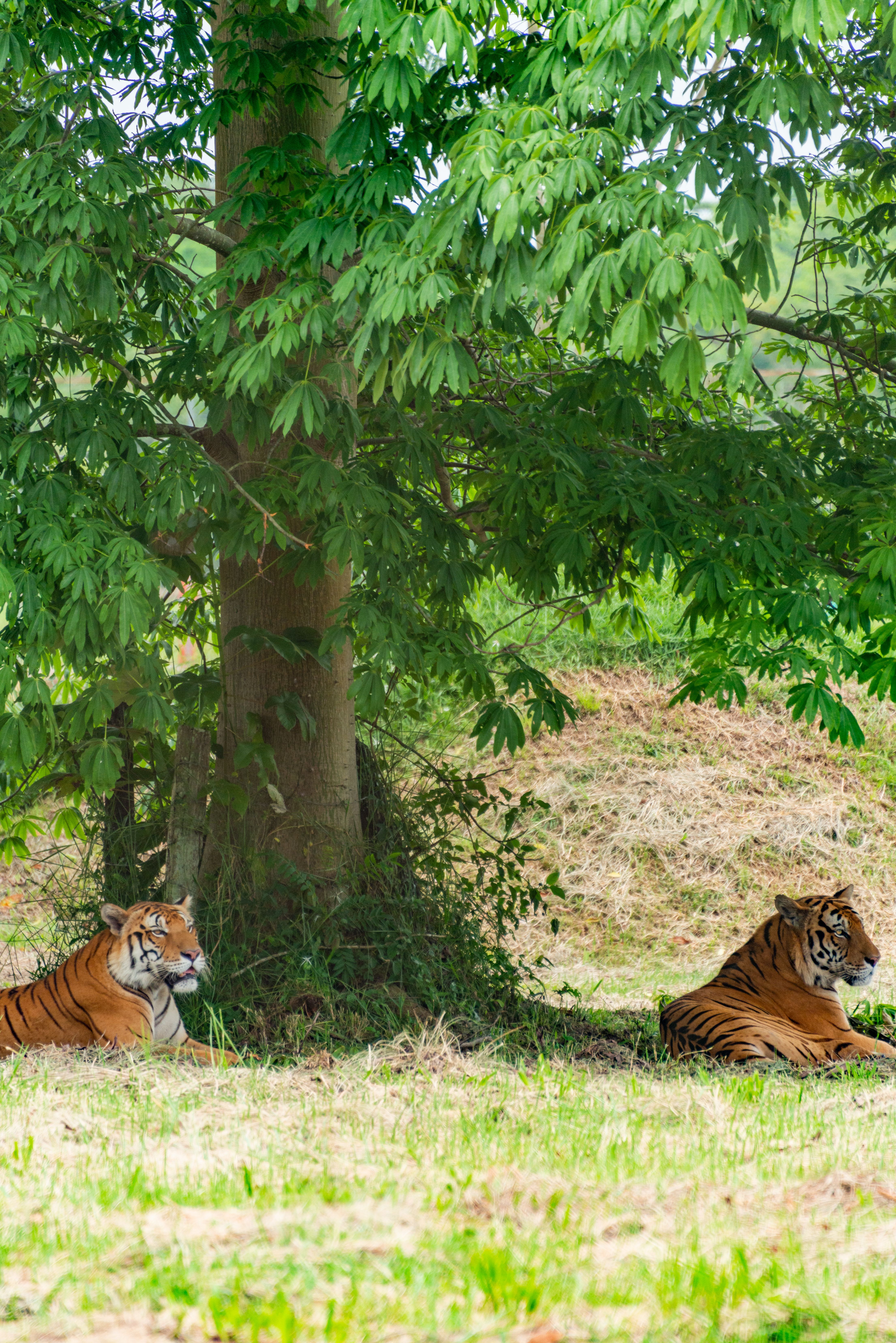 Two majestic tigers resting under a tree in a lush green forest, showcasing wildlife in nature.