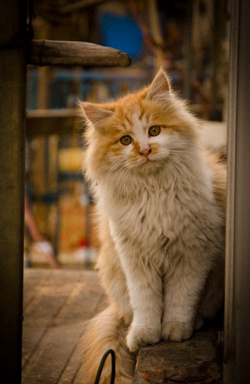 бесплатная Белый и коричневый кот Стоковое фото