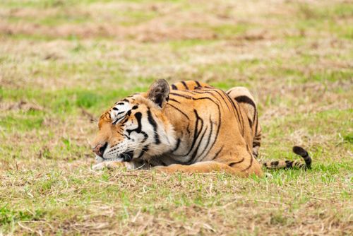 Free Close-up of a sleeping tiger lying on grass in a natural outdoor setting, blending into nature. Stock Photo