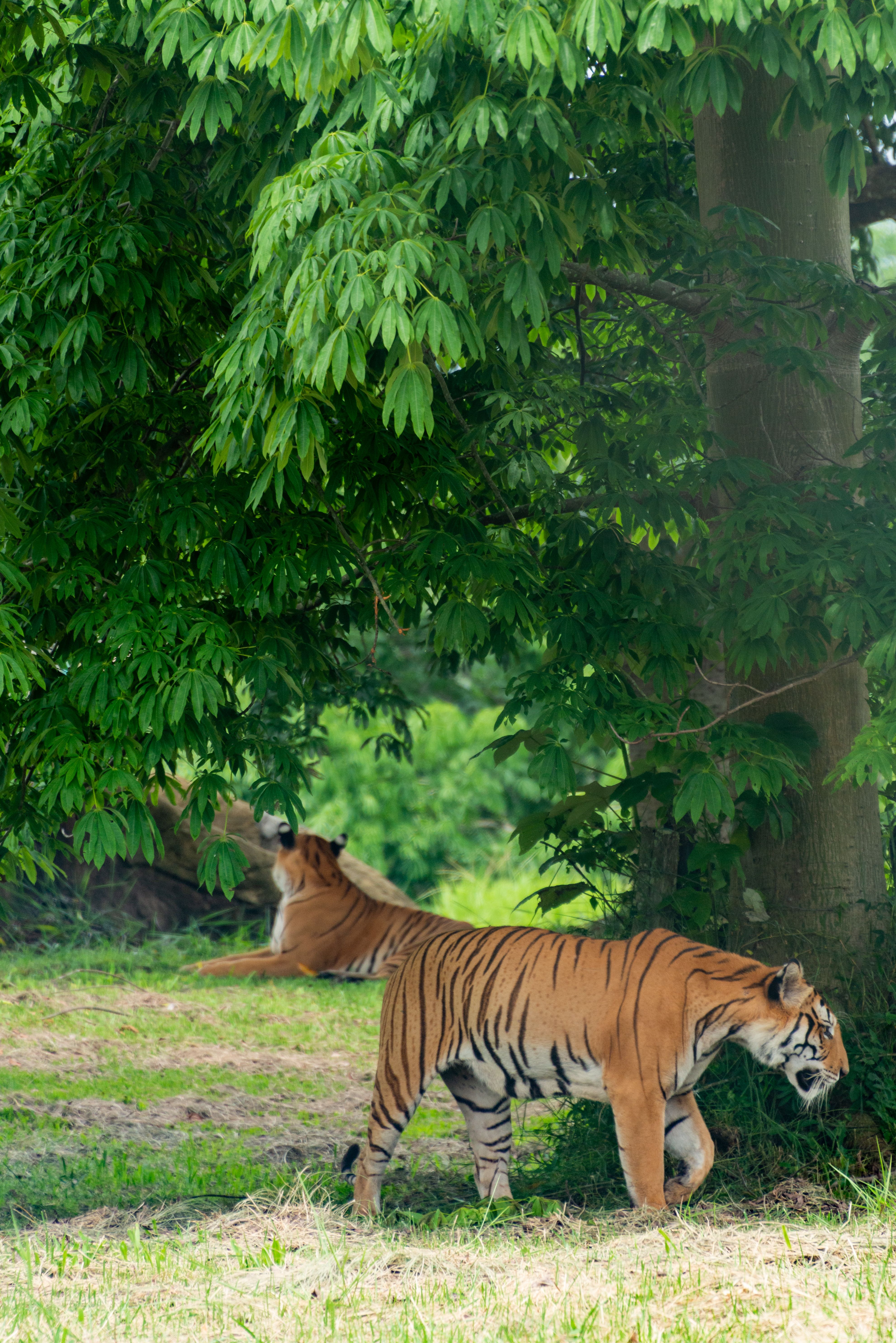 Two majestic tigers walking in vibrant green foliage, showcasing natural beauty.