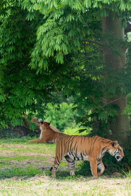 Two majestic tigers walking in vibrant green foliage, showcasing natural beauty.