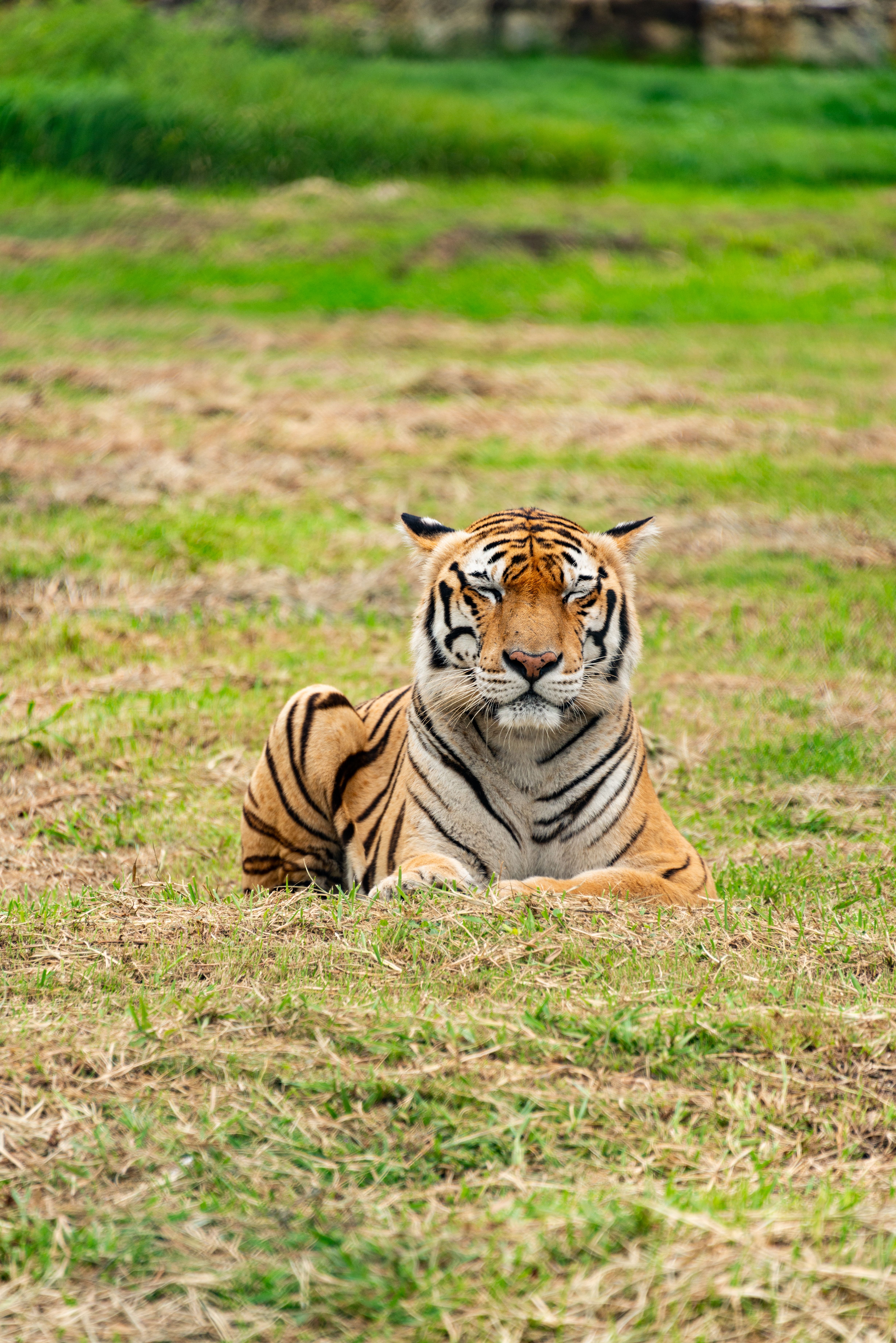 Tiger Lying with Eyes Closed · Free Stock Photo