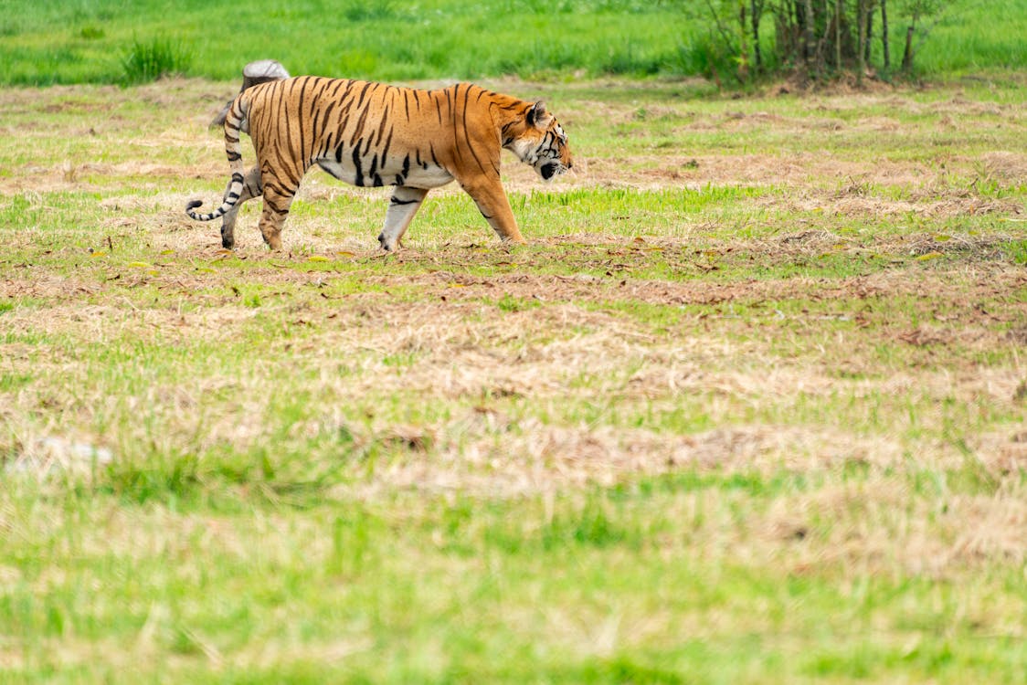 Foto d'estoc gratuïta de animal, caminant, gat