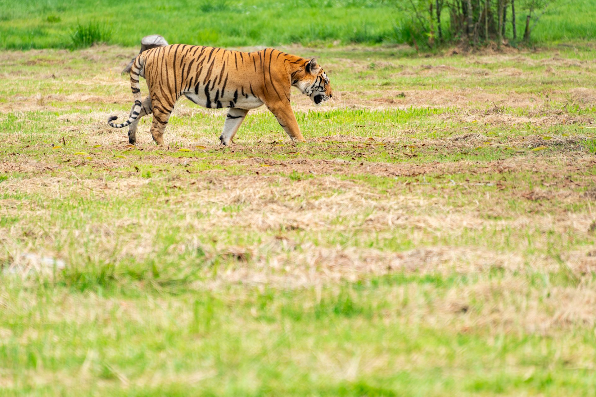 A majestic tiger gracefully walking across a verdant meadow, showcasing the beauty of wildlife in nature.