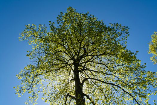 Low angle view of a tree with fresh green leaves backlit by sunlight, capturing the essence of spring.