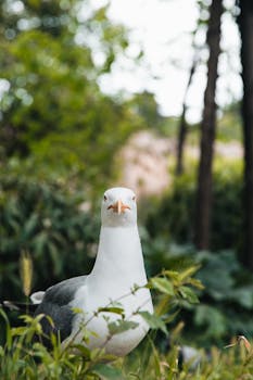 A seagull standing amidst lush greenery in a Rome park during summer.