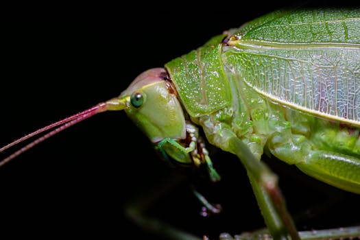 Immagine gratuita di @all'aperto, ambiente, animale