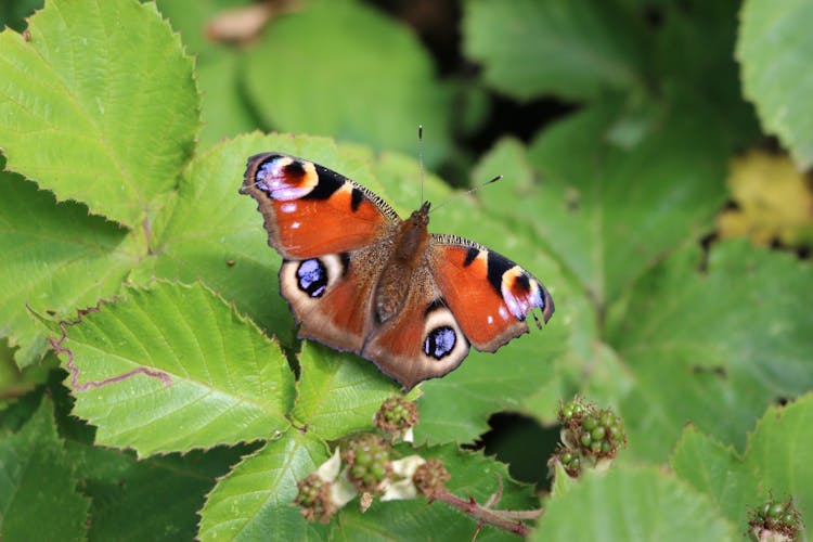 European Peacock Butterfly On Leaf