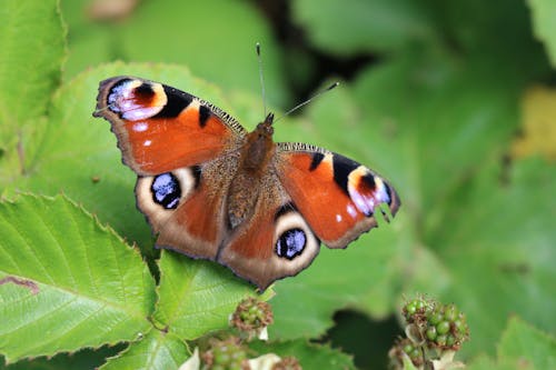 Fotobanka s bezplatnými fotkami na tému divočina, divý, európsky motýľ páv