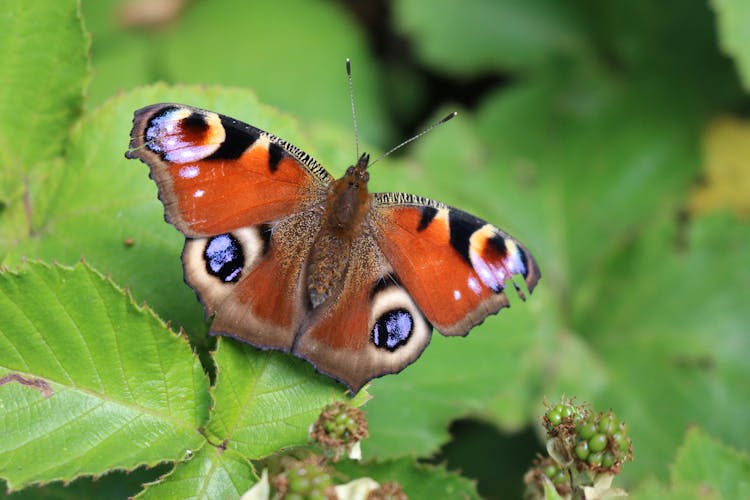 European Peacock Butterfly