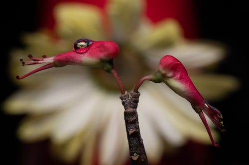 Foto d'estoc gratuïta de euphorbia tithymaloides, flors d ocell vermell, gota d'aigua