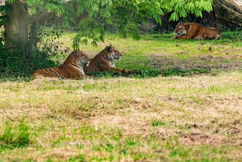 Foto d'estoc gratuïta de animal, arbre, estirat