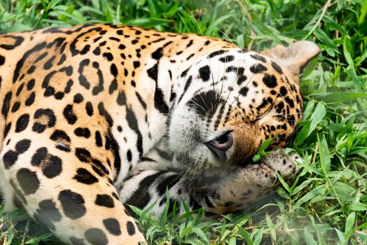 Cockscomb jaguar preserve — Belize