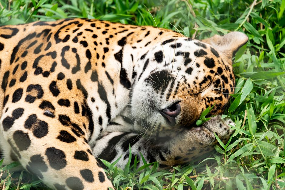 Captivating close-up of a jaguar peacefully lying on green grass, showcasing its stunning spotted coat.