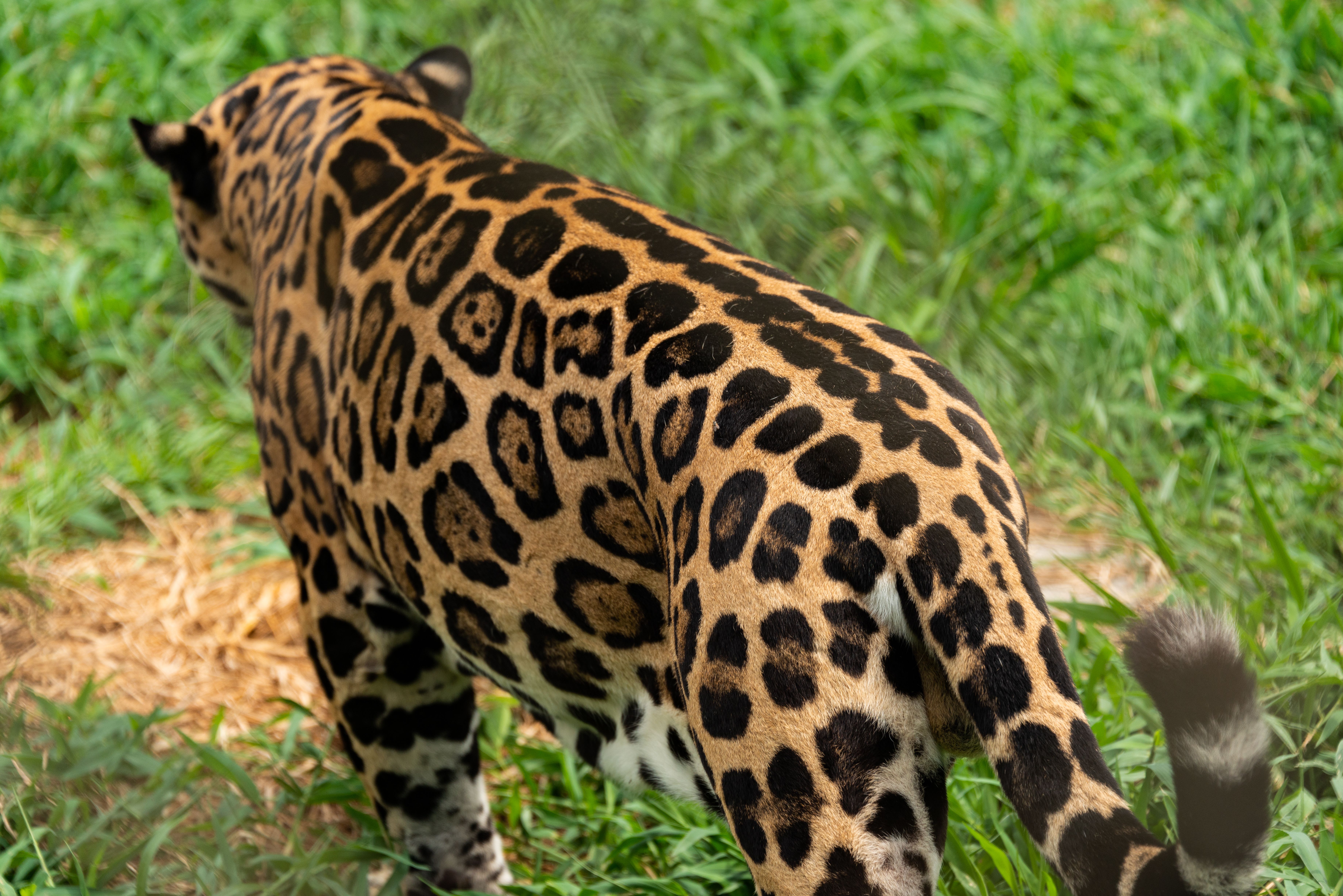 Can jaguars and leopards interbreed? - The Institute for Environmental ...