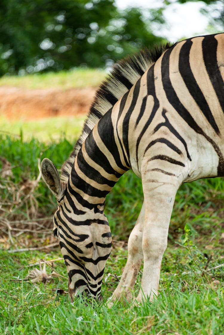 Zebra Eating Grass