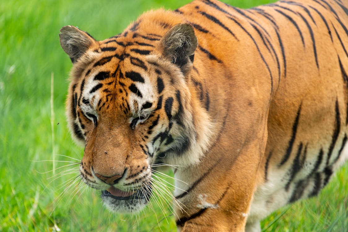 Foto d'estoc gratuïta de animal, caminant, gat