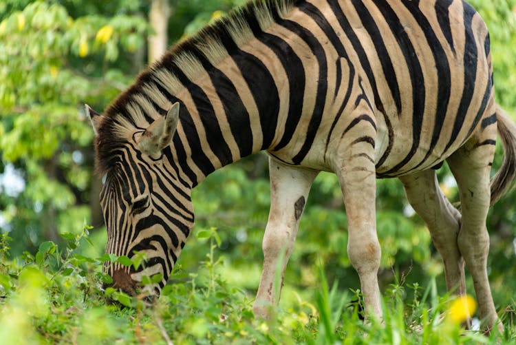 Zebra Eating On Meadow