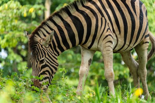 Free Zebra peacefully grazing in a verdant meadow, showcasing natural wildlife beauty. Stock Photo