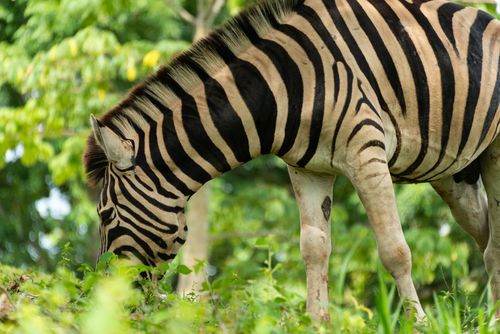 Free Close-up of a zebra grazing amidst vibrant green foliage in a natural setting. Stock Photo