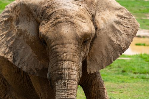 Free A close-up view of an African elephant covered in mud in a natural habitat. Stock Photo